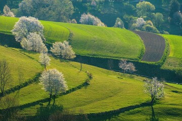 Spring blooming landscape. Farm field landscape. Furrows pattern in a plowed prepared for crops planting. Rows of soil, rural countryside perspective horizon view. © Ivan