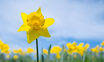 Daffodils spring flowers with blue sky, yellow narcissus blossom in springtime