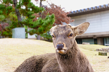 Obraz premium Eye contact with deer sits close to the camera, its ears perked up, with a blurred background in fall foliage or autumn season. Nara Park, japan. Close-up.