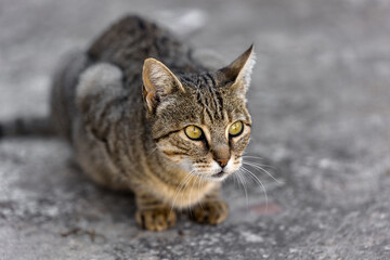 Tabby cat resting on surface outdoors