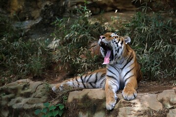 横になりあくびをするアムールトラ