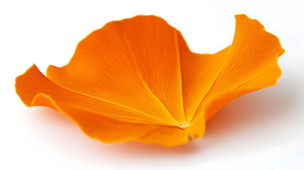 Fototapeta premium A bright orange poplar leaf with smooth edges, displayed on a pure white background, highlighting its vibrant color 
