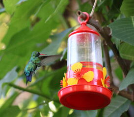 Colibrí, él en su jardín © Isabel