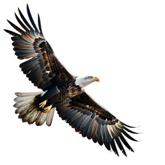 Obraz premium Soaring Bald Eagle: A majestic bald eagle with powerful wings spread wide, soars through the sky, captivating with its strength and elegance. 