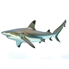 Obraz premium Blacktip Reef Shark: Majestic predator of the ocean depths. A detailed profile of a Blacktip Reef Shark, showcasing its sleek form and distinctive markings. Perfect for marine biology.