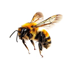 Buzzing with Life: A close-up of a bumblebee in mid-flight, showcasing its intricate details and the delicate beauty of nature's smallest creatures.