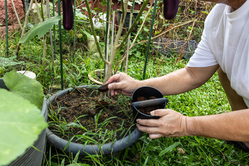 Person applying coffee grounds onto fruiting brinjal plant. Coffee grounds are excellent natural...