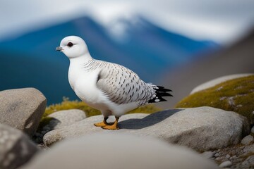 Fototapeta premium Rock Ptarmigan 