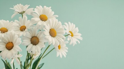 Obraz premium A bouquet of white daisies on a soft mint green background, close-up shot, Minimalist style