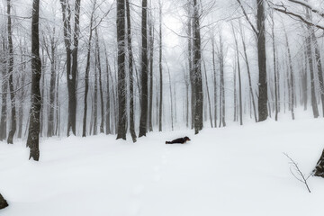 Winter landscapes in the mountains. 