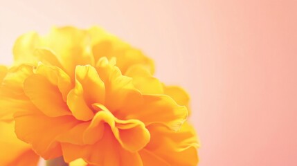 Obraz premium A bright yellow marigold against a soft coral background, close-up shot, Minimalist style