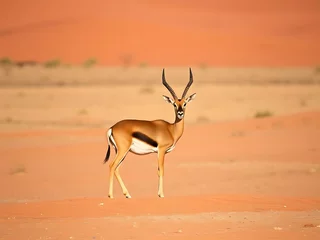 springbok antelope desert country