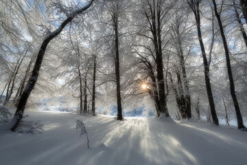 Fototapeta premium Winter landscapes in the mountains. 