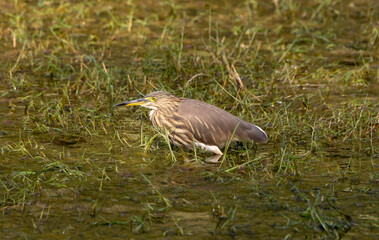 heron