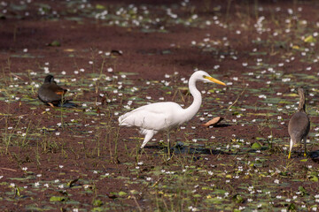 Greater white egret