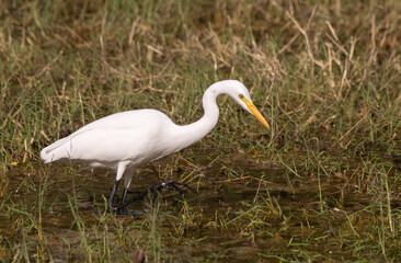 Greater white egret