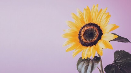Obraz premium A bright yellow sunflower against a soft lavender backdrop, close-up shot, Stock photo library style