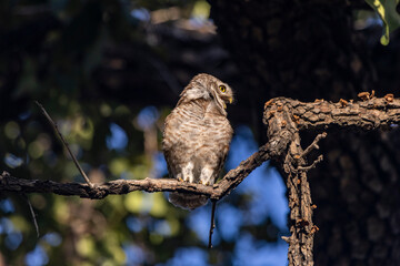 Spotted owlet