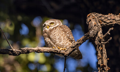 Spotted owlet