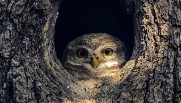 Spotted owlet
