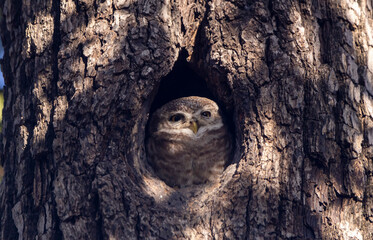 Obraz premium Spotted owlet