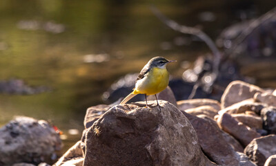 Grey wagtail