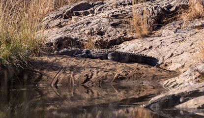 Marsh crocodile