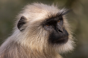 close up of a Langur monkey