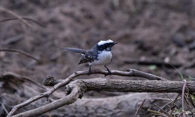 Insect catching bird in action