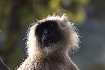 close up of a Langur monkey