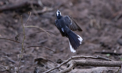 Insect catching bird in action