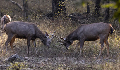 Sambar deer fighting