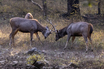 Sambar deer fighting
