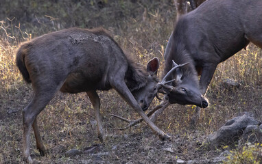 Fototapeta premium Sambar deer fighting