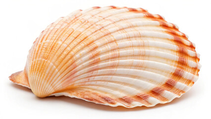 Obraz premium sea shells isolated on white background