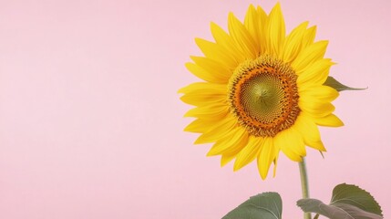 Obraz premium A cheerful yellow sunflower against a light blush pink backdrop, close-up shot, Stock photo library style