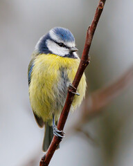 Obraz premium eine blaumeise (cyanistes caeruleus) sitzt auf einem dünnen ast mit unscharfem hintergrund, perfekt für naturfotografie und wildtierprojekte