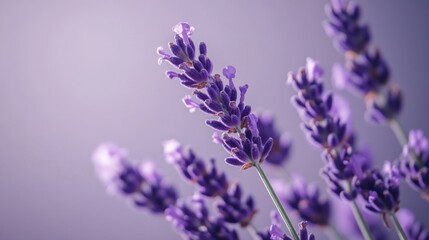 Fototapeta premium A cluster of deep purple lavender on a soft lavender-gray background, natural close-up shot, Minimalist style