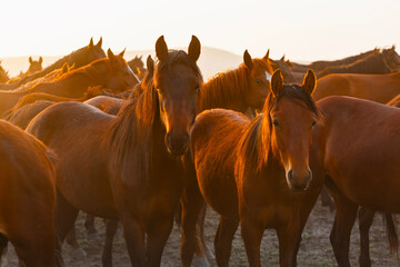 Sunset and view of wild horses.