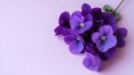 A cluster of deep purple violets on a soft lilac background, natural close-up shot, Minimalist style