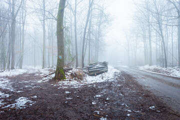 Melting snow on a trail in a misty forest, Nowiny, Poland