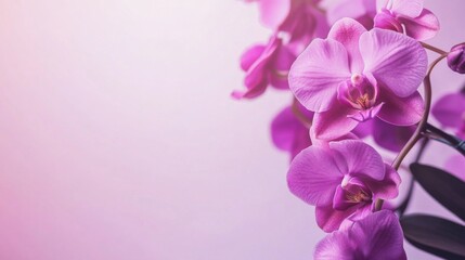 Obraz na płótnie Canvas A cluster of vibrant purple orchids on a soft lilac background, close-up shot, Minimalist style