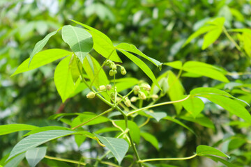 photo of cassava leaves in a sunny afternoon setting