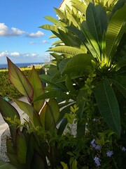 banana tree with leaves