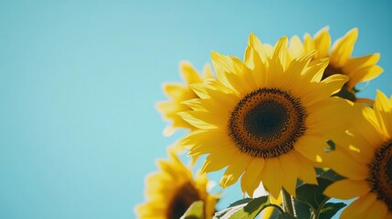 Obraz premium A cluster of vibrant yellow sunflowers against a bright blue sky, close-up shot, Minimalist style