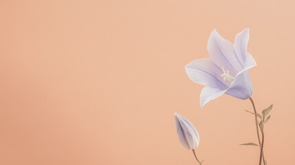 Fototapeta premium A delicate blue bellflower against a warm apricot background, close-up shot, Minimalist style
