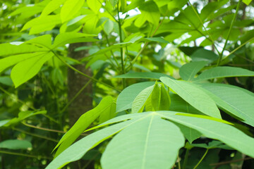 photo of cassava leaves in the garden