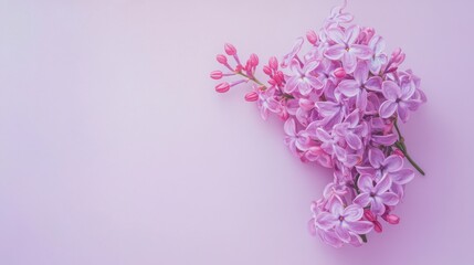Fototapeta premium A delicate purple lilac on a pale lavender background, close-up shot, Minimalist style