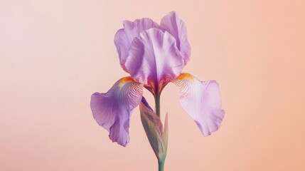 Obraz premium A delicate violet iris against a subtle peach backdrop, close-up shot, Minimalist style