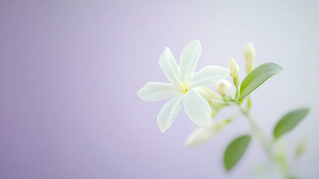 A delicate white jasmine blossom against a soft lavender background, close-up shot, Minimalist style